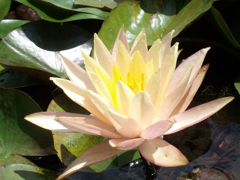 Nymphaea Karleen Harder