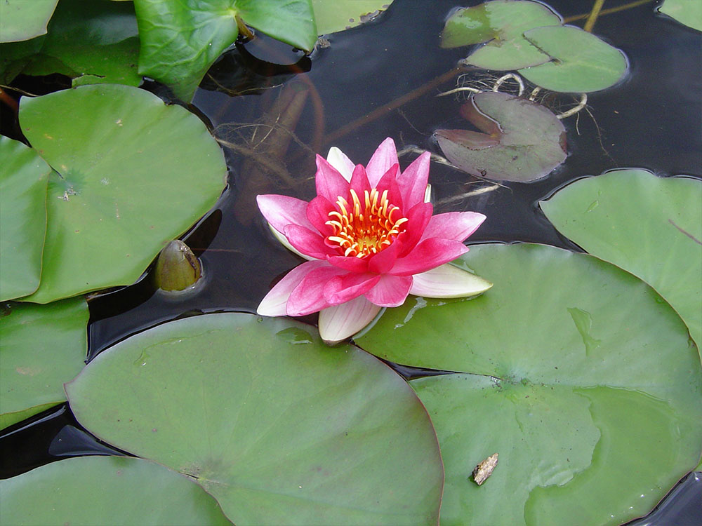 Nymphaea Mrs Richmond
