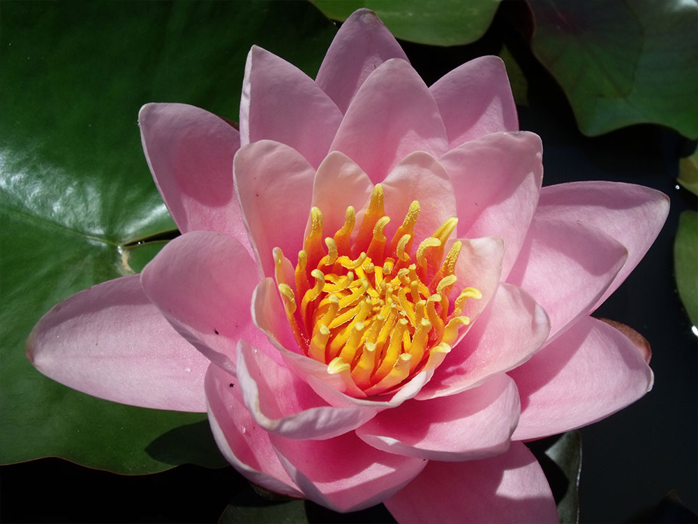 Nymphaea Norma Gedye
