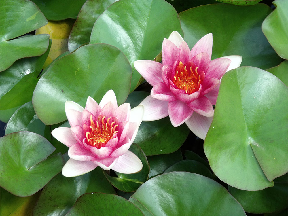 Nymphaea Paul Harriot