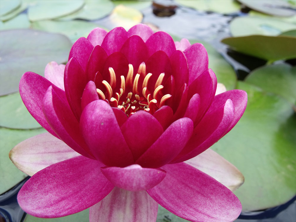 Nymphaea Perrys Baby-Red