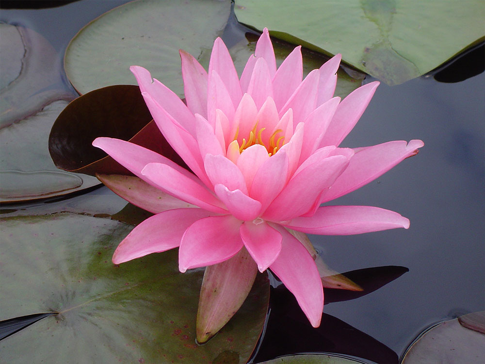 Nymphaea Rose Arey