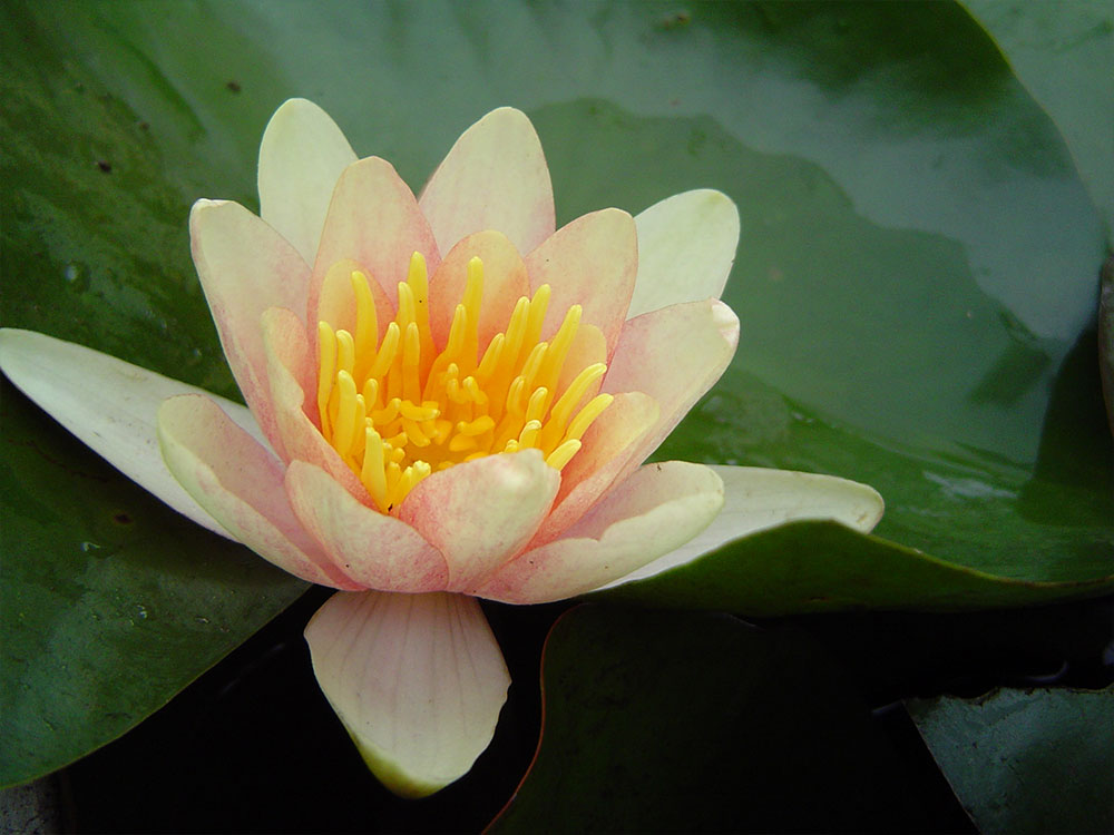Nymphaea Sioux