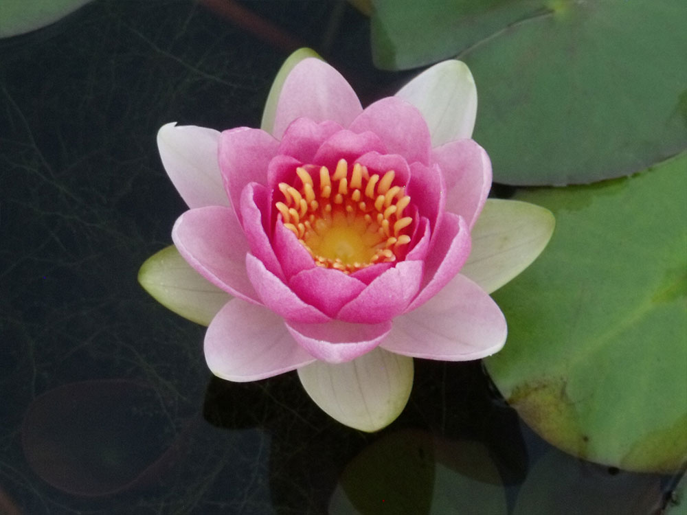 Nymphaea Somptuosa