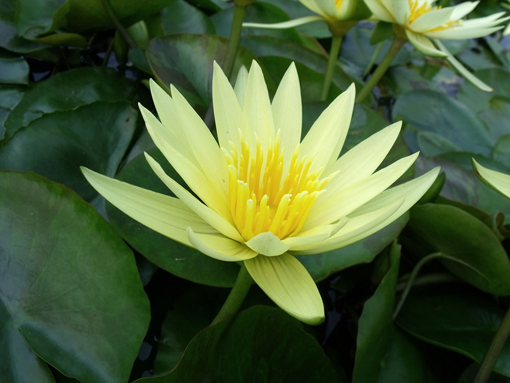 Nymphaea St Louis Gold