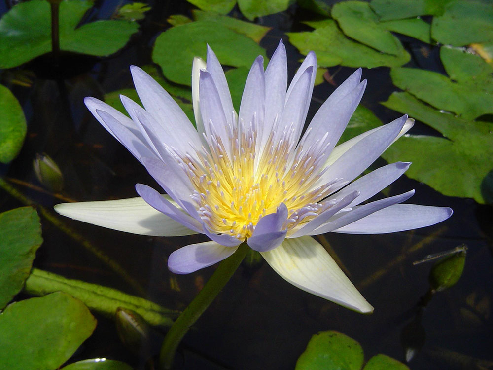 Nymphaea duabeniana