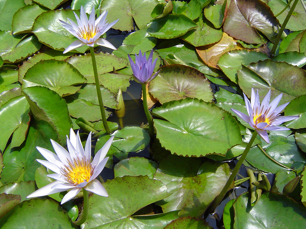 Nymphaea nouchali Cyanea