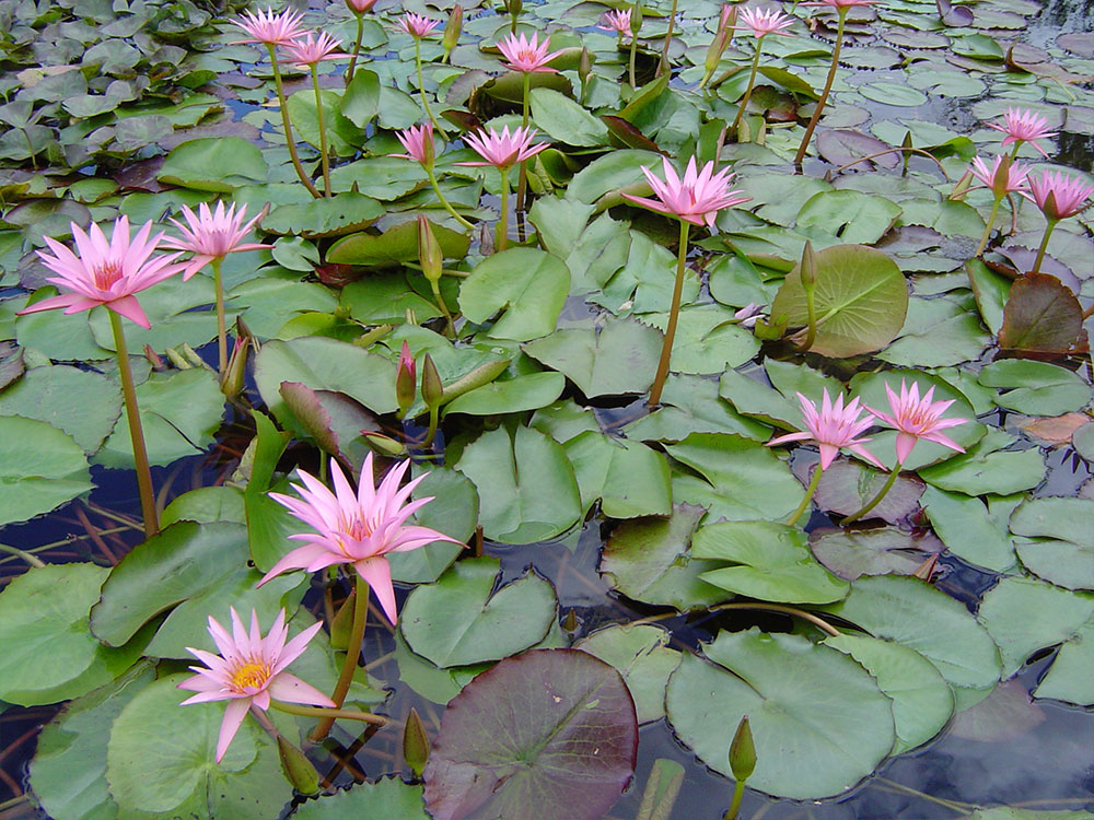 Nymphaea nouchali Versicolor