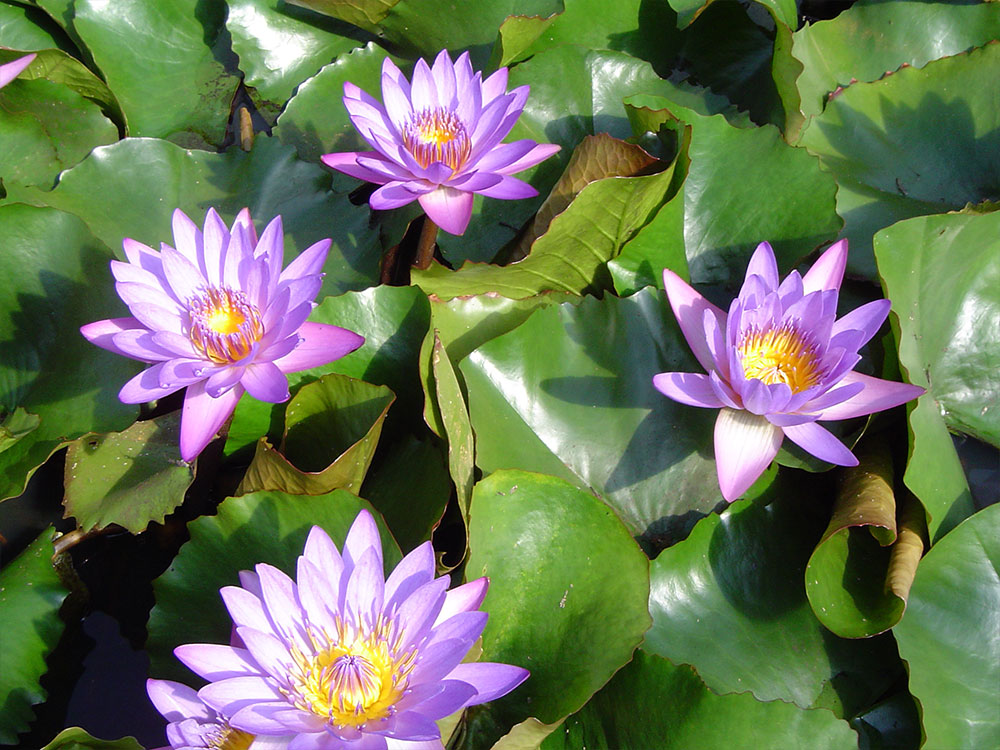 Nymphaea tina