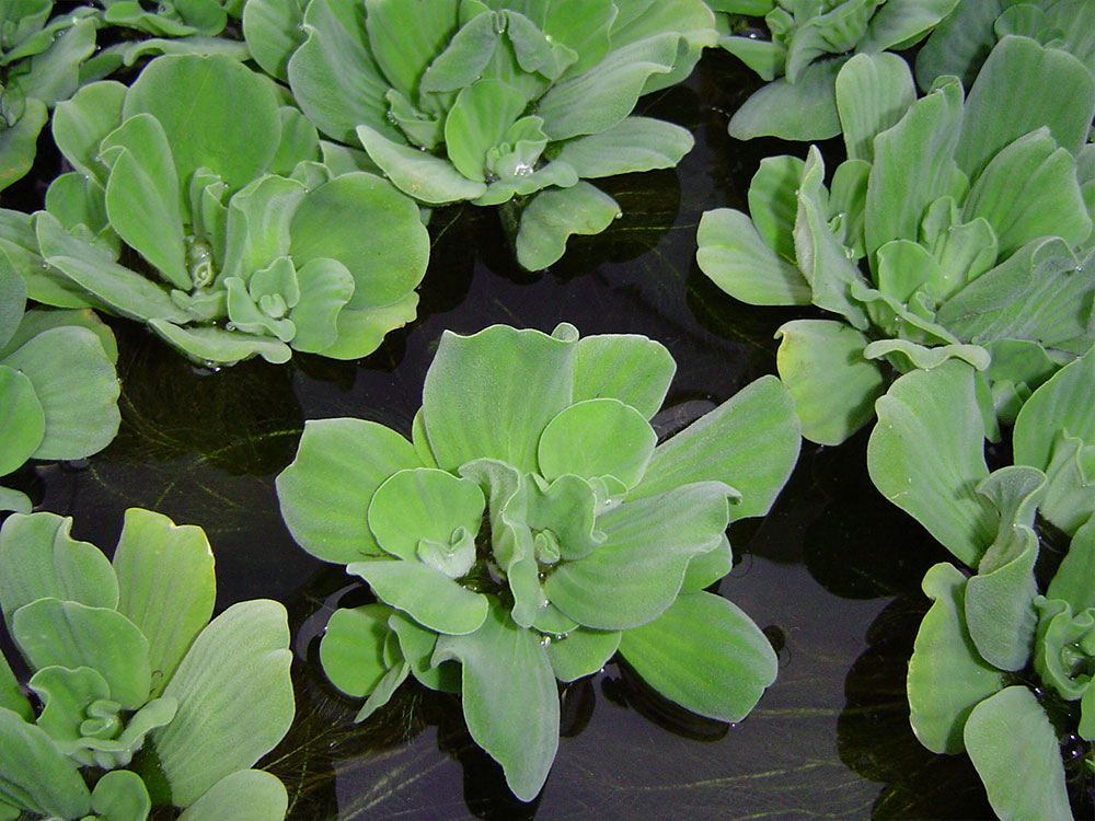 Pistia stratiotes