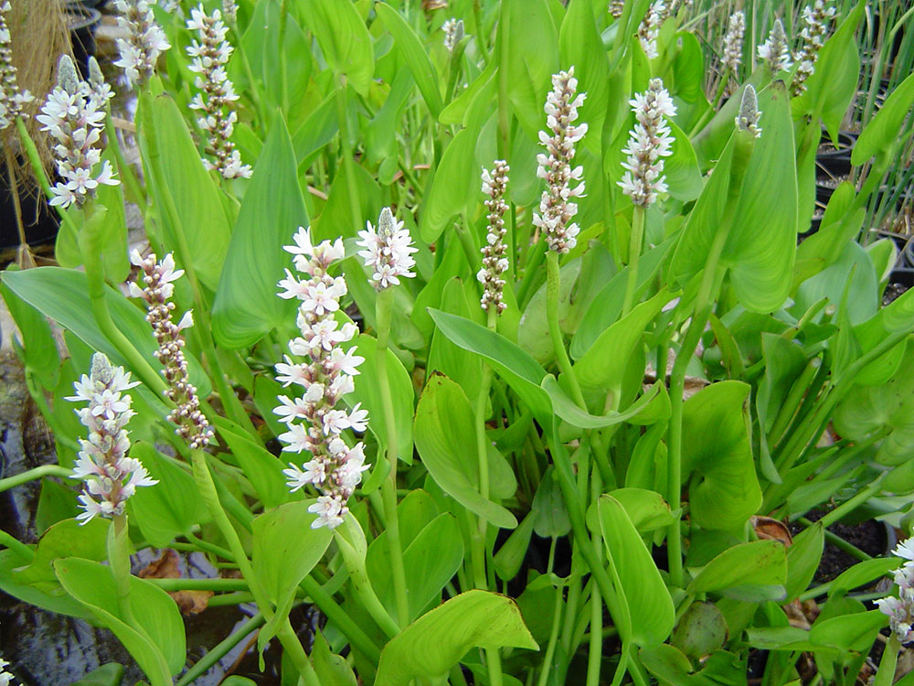 Pontederia cordata Alba