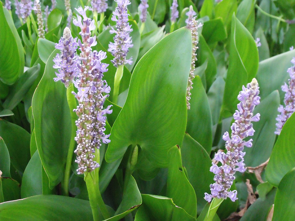 Pontederia cordata