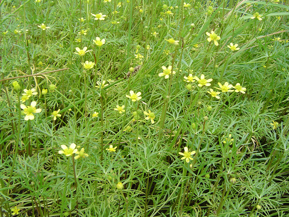 Ranunculus inundatus