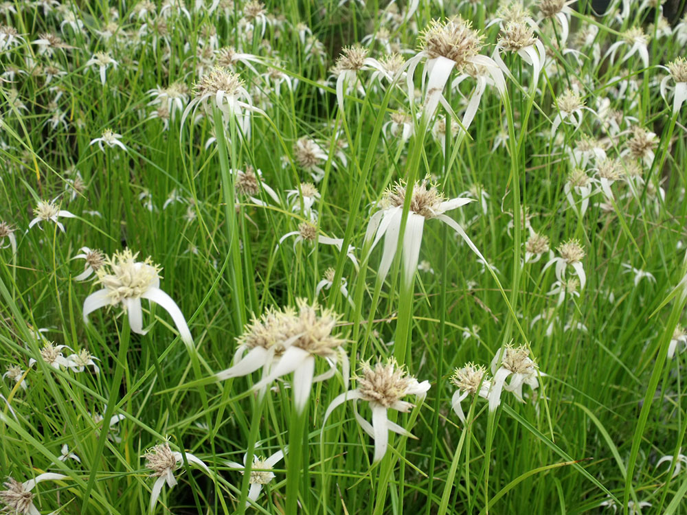 Rhycospora colorata