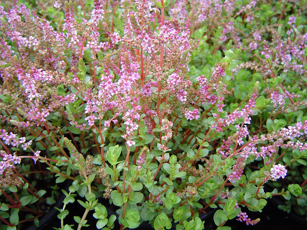 Rotala rotundifolia