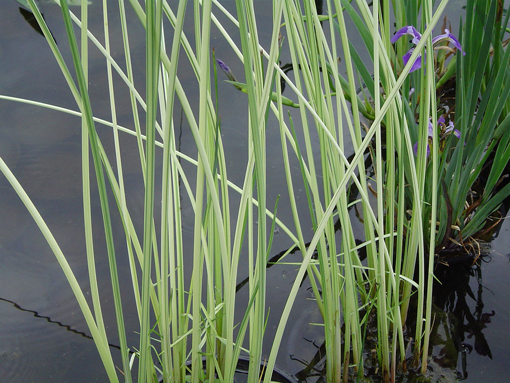 Schoenoplectus lacustris Albescens