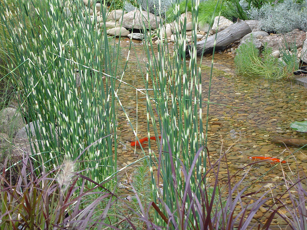 Schoenoplectus-lacustris-Zebrinus