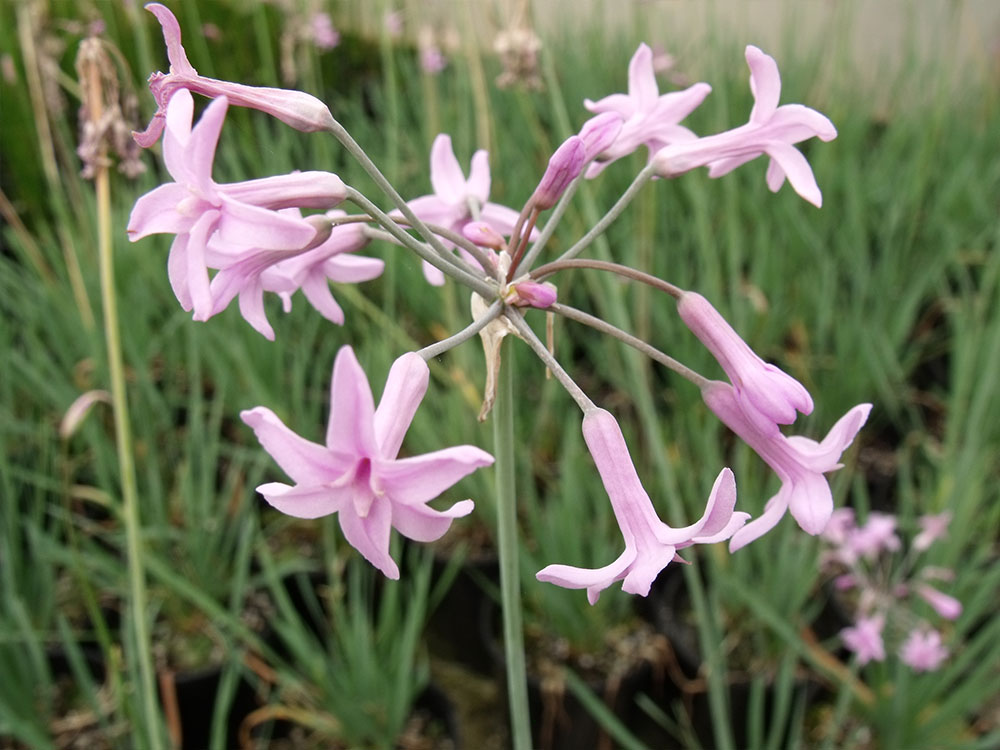 Tulbaghia-violacea