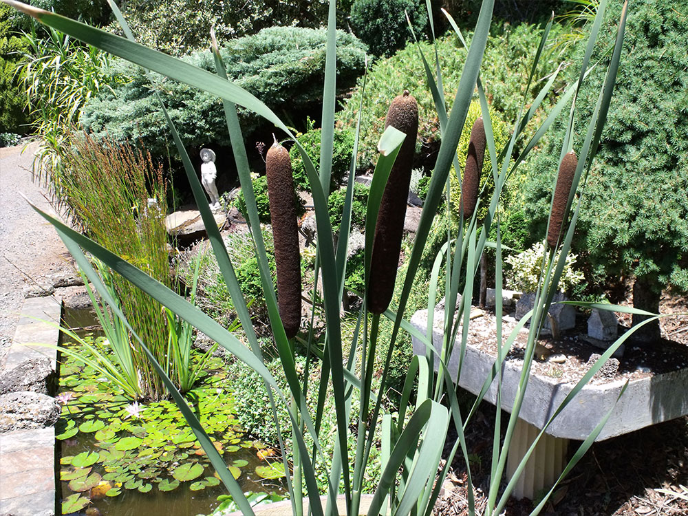 Typha latifolia