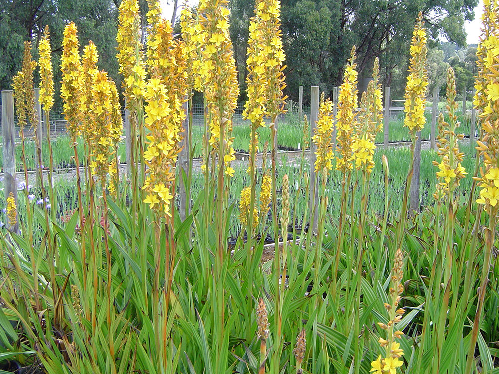 Wachendorfia-thyrsiflora
