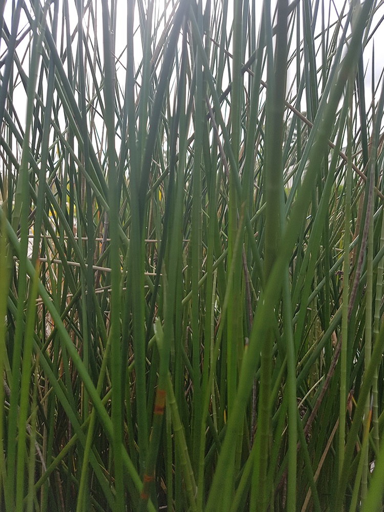 baumea articulata