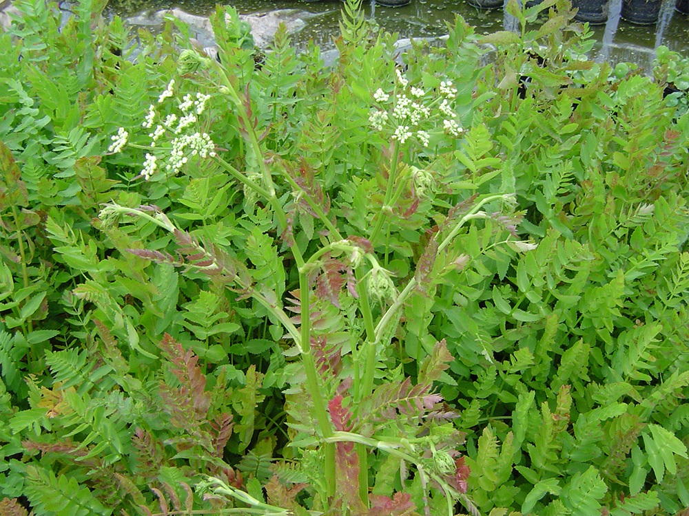 Berula erecta