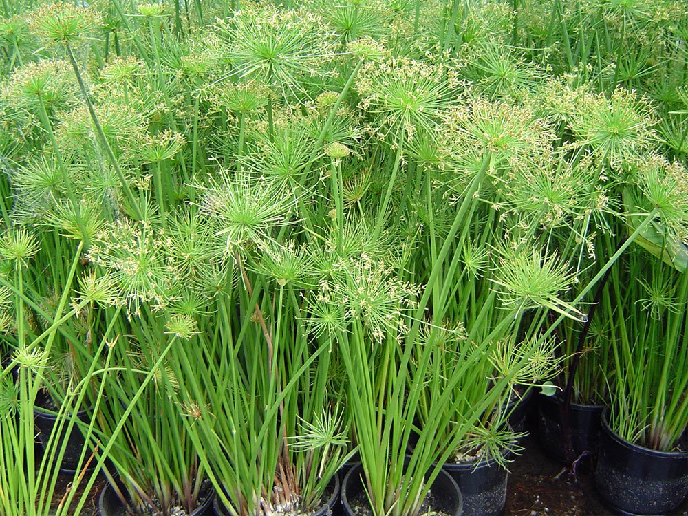 cyperus prolifer