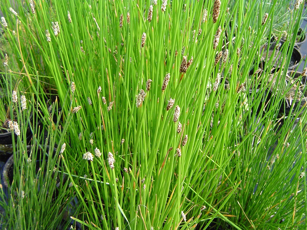 eleocharis acuta