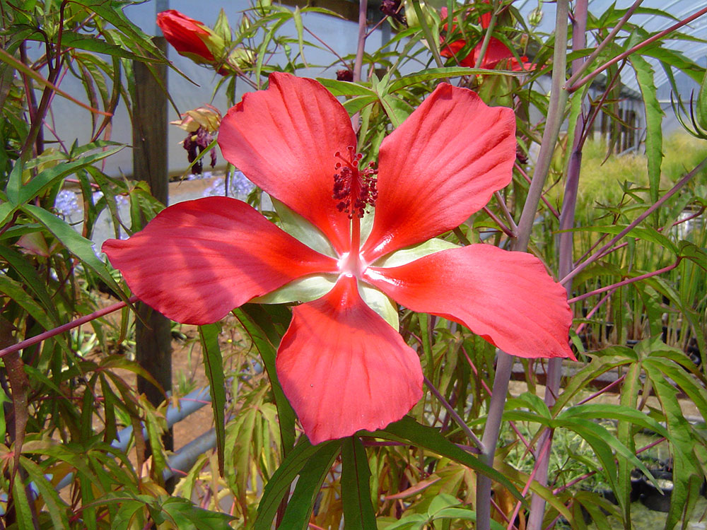 hibiscus-coccinea