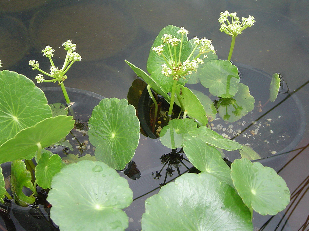hydrocotyle-verticillata