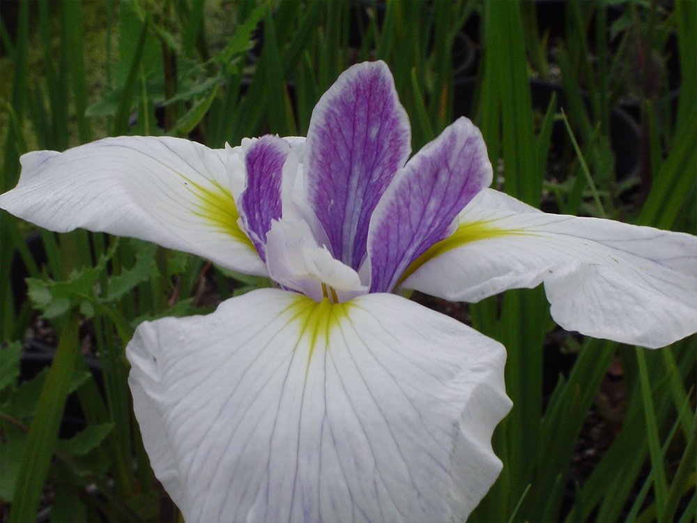 iris ensata hoyden