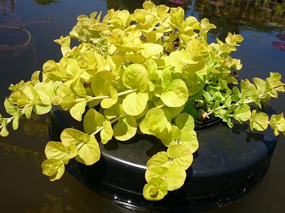 lysimachia-nummalaria-aurea