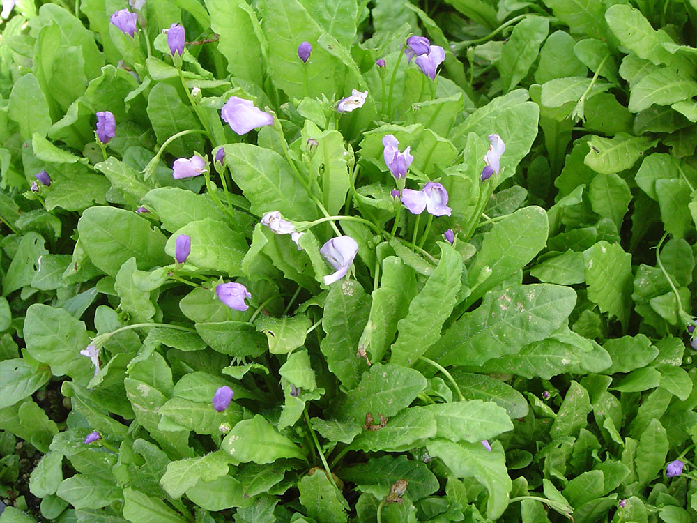 Mazus pumilio