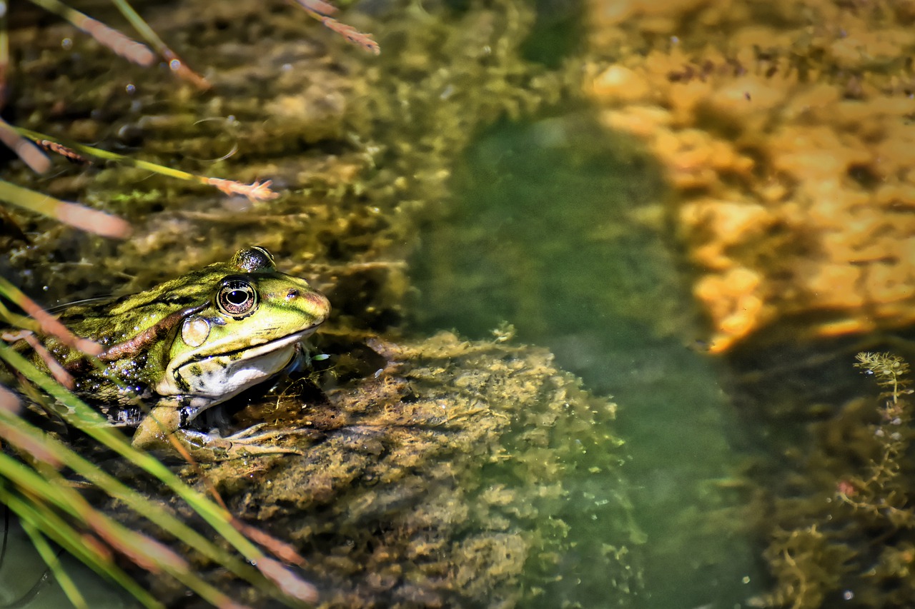 Frog Ponds - ozwatergardens