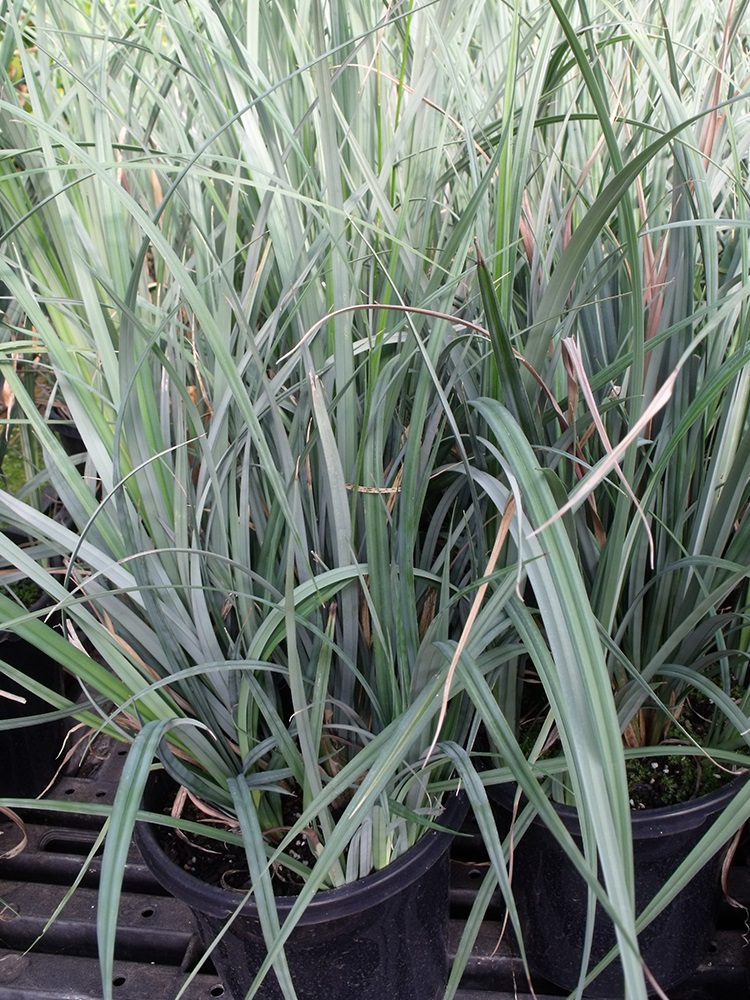 Carex-riparia