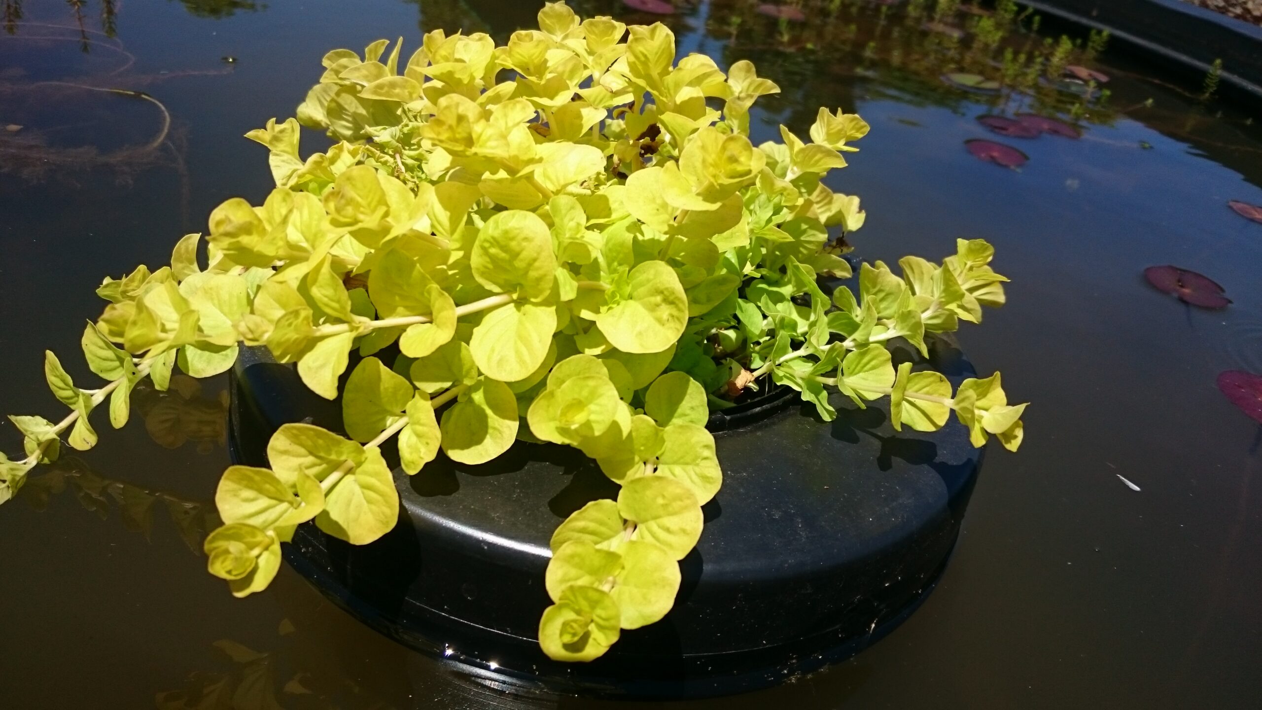 Floating Flora Fish Barrier 24.8in Round Fine Mesh Zimbabwe