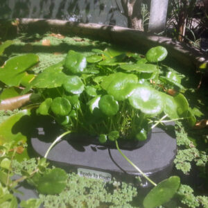 Floating Plant rings and baskets