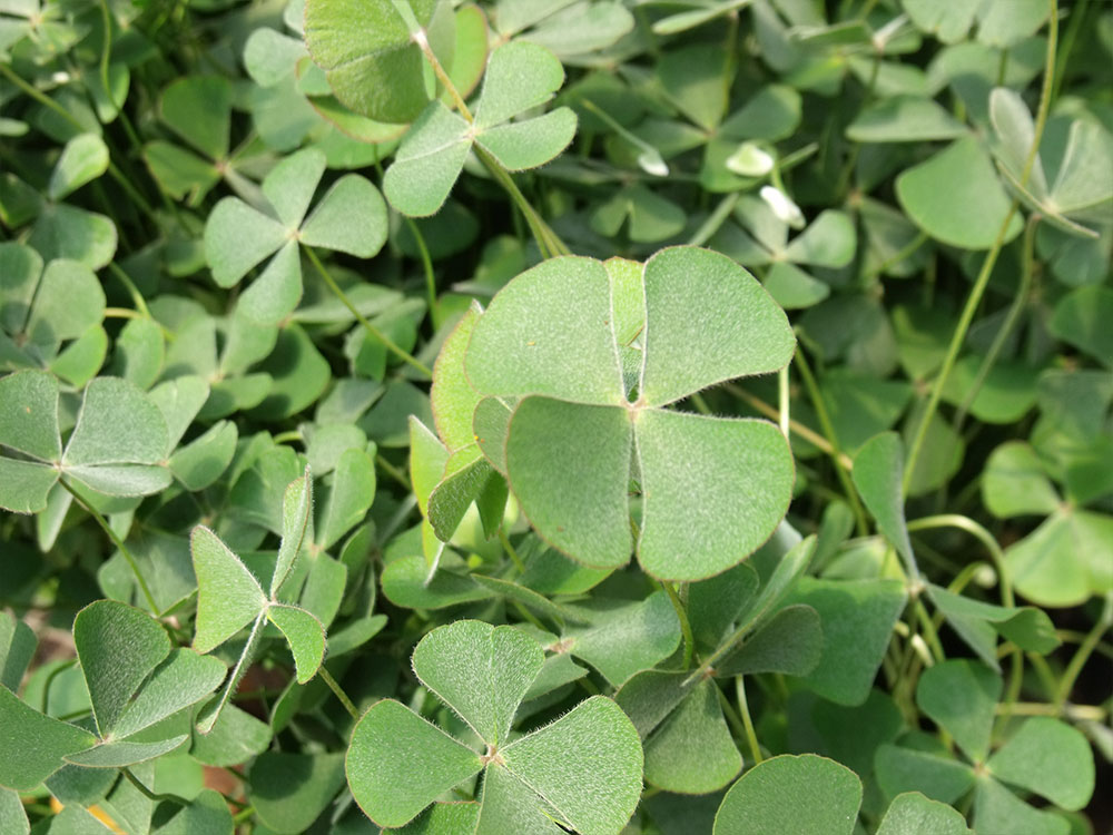 Marsilea-drummondii
